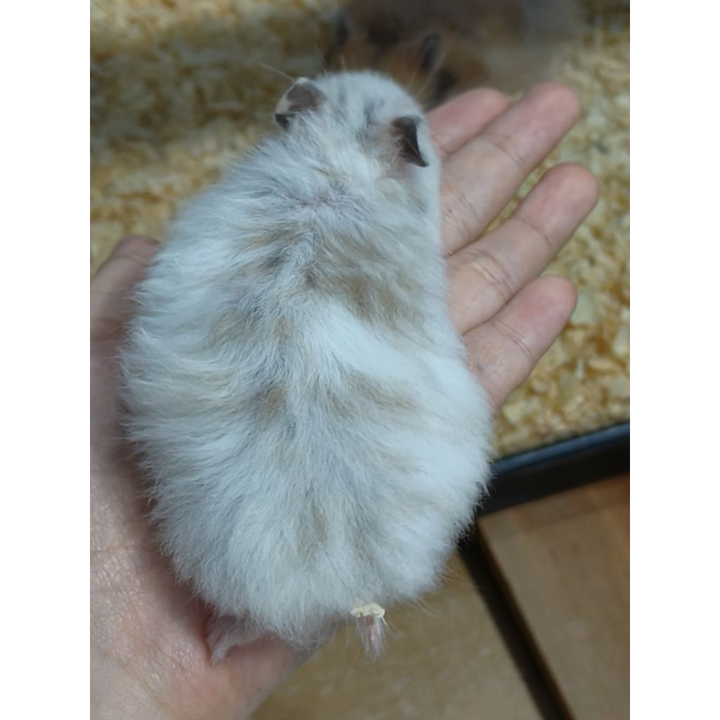 [dt] Premiun Hamster Syrian Fujiyama  Cinnamon