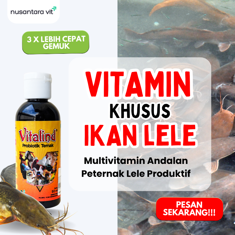 Vitamin Ikan Lele Cepat Besar & Nafsu Makan Naik | Probiotik, Penggemuk, Obat Ikan Lele Lengkap