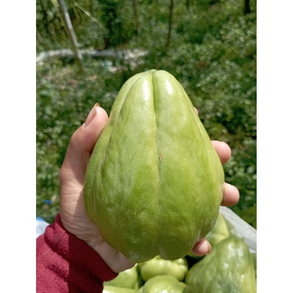 

Labu Siam 1kg Fress Langsung Petani