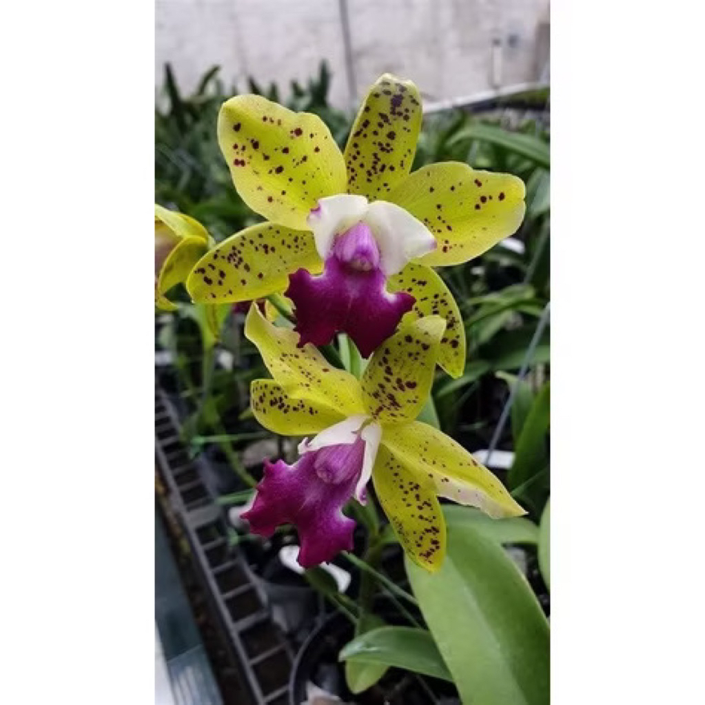 Seedling Anggrek Cattleya Terarrium - Anggrek Seedling