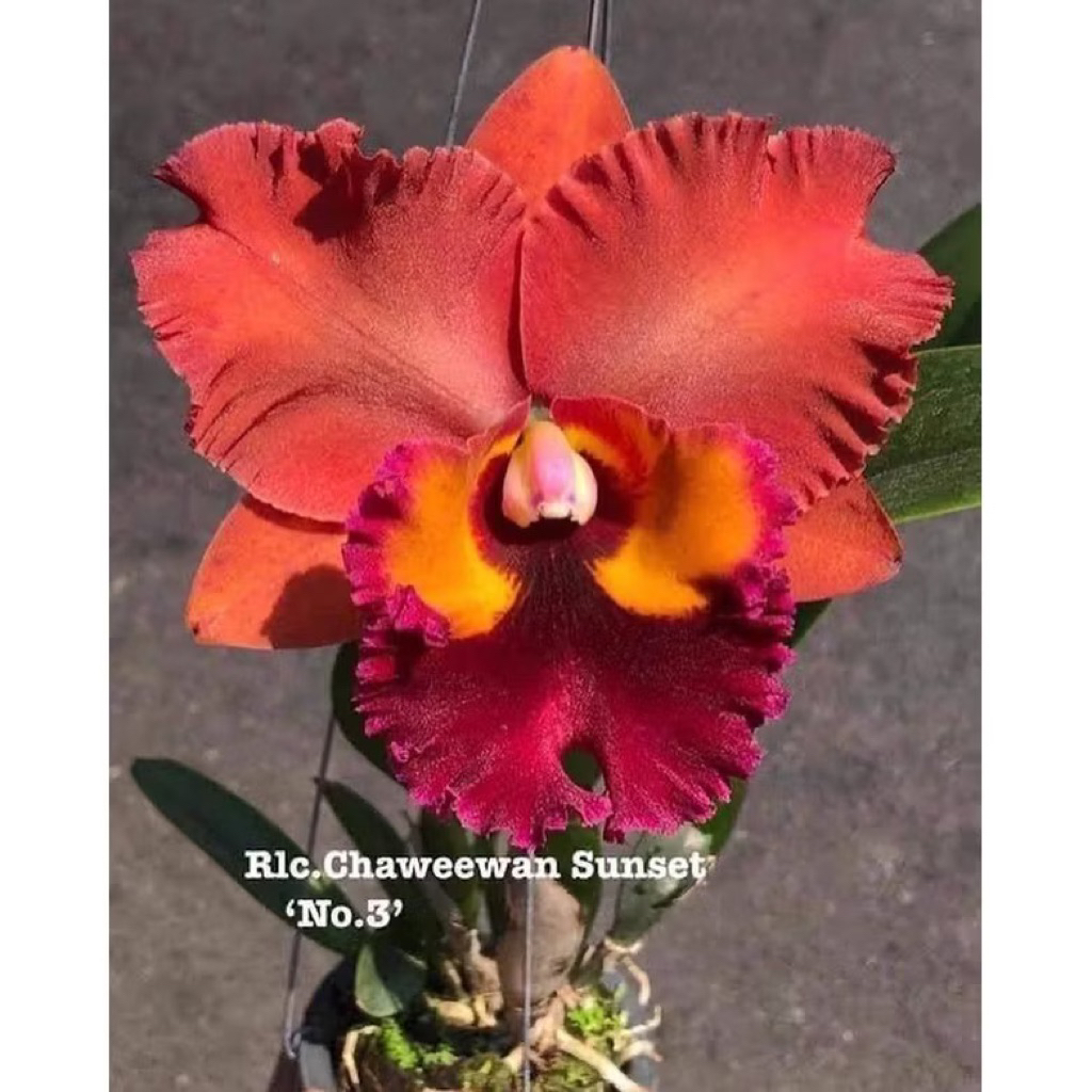 Anggrek Cattleya Chaweewan Sunset Ukuran Remaja - Anggrek Cattleya