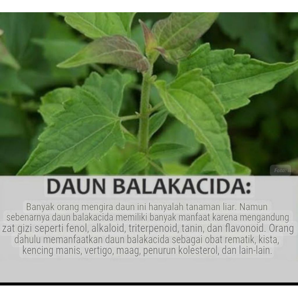 

Daun Balakacida