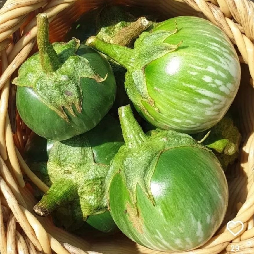 BIBIT BENIH TERONG LALAP HIJAU LURIK || UKURAN JUMBO TIDAK GETIR || 250n BENIH