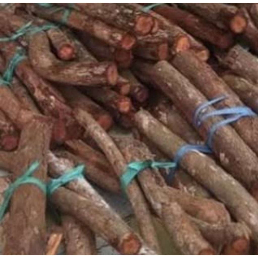 

Akar mahoni segar fresh 250 gram organik-az