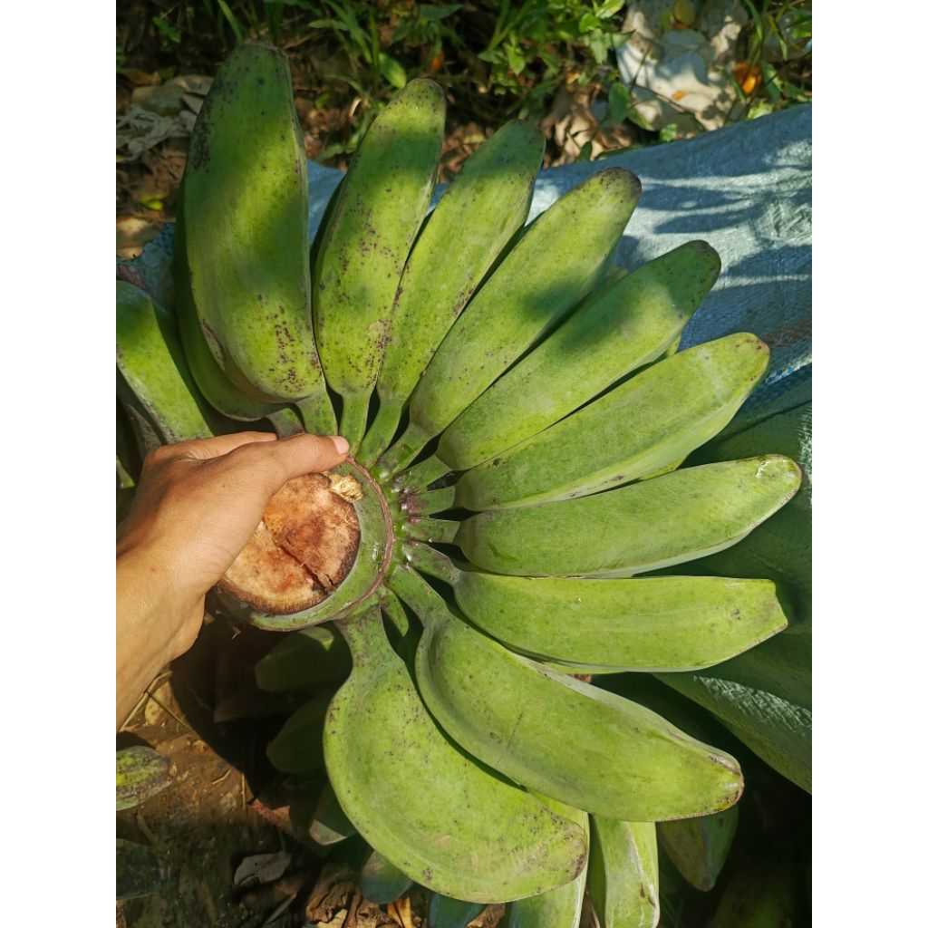 

pisang kepok kuning jumbo (mentah) satu sisir Brat 2/2.5 kg