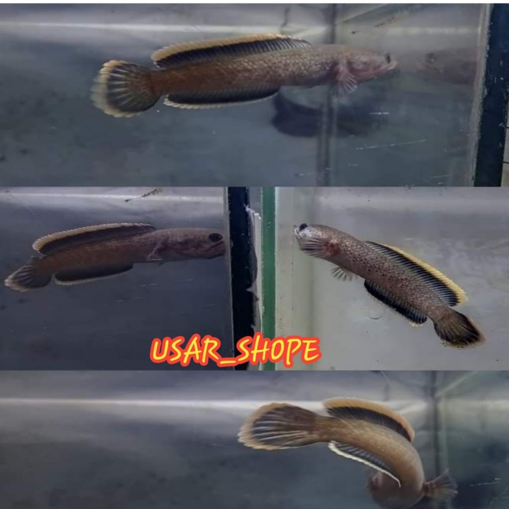 Limbata 7-8cm rim tebal