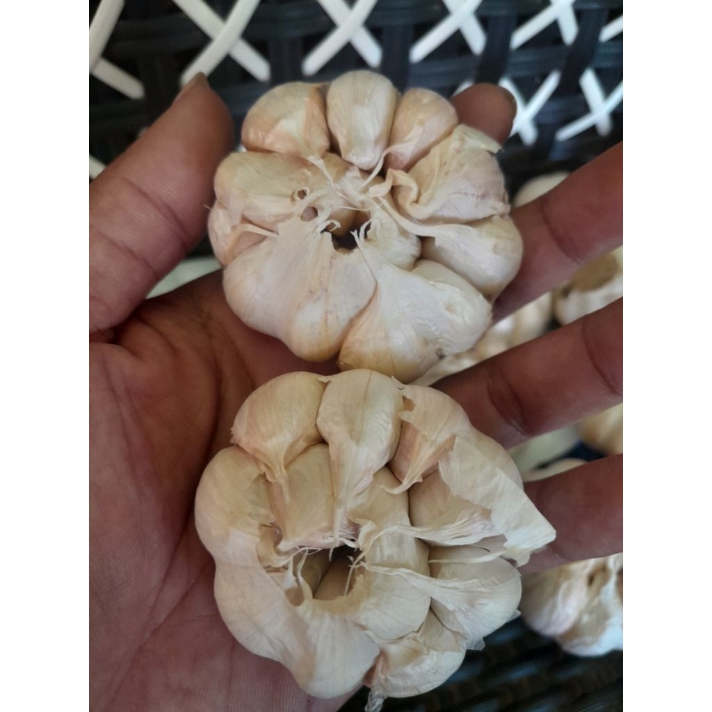 

Bawang putih super
