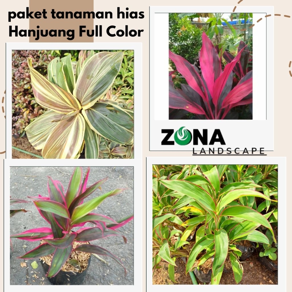 PAKET 4 TANAMAN HANJUANG/Anjuang Full Colour