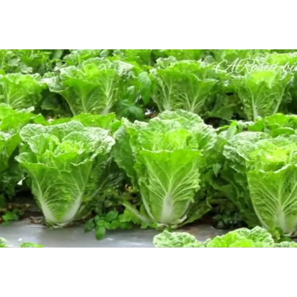 

25 BIJI BIBIT BENIH sawi putih/ SAWI PUTIH UNGGUL TERMURAH