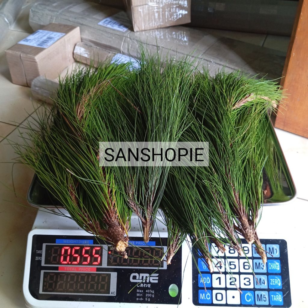 

Daun pinus segar - UTUH tanpa lepas batang paket 500 gram