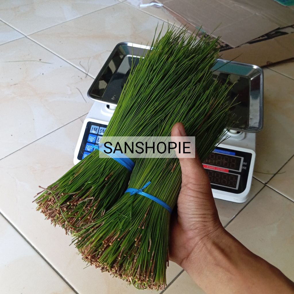 

MURNI TANPA BATANG - Daun pinus segar petik langsung 1 kg