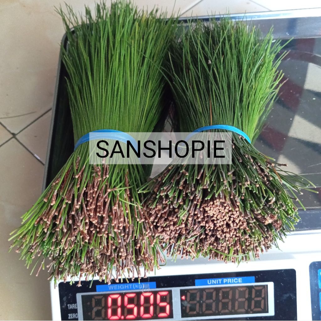 

Paket 500 gram - Daun pinus segar MURNI daun tanpa batang - kondisi daun hasil petik mendadak