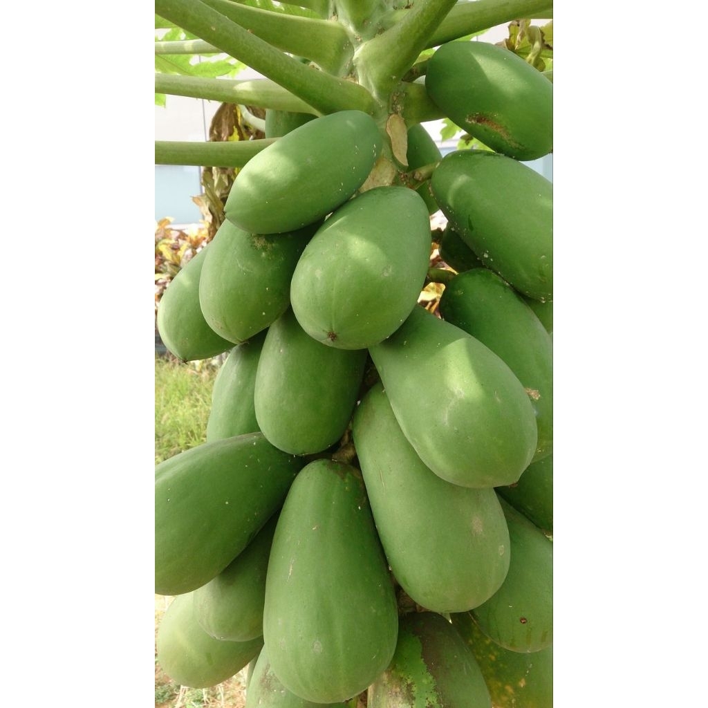 

buah pepaya muda segar langsung petik