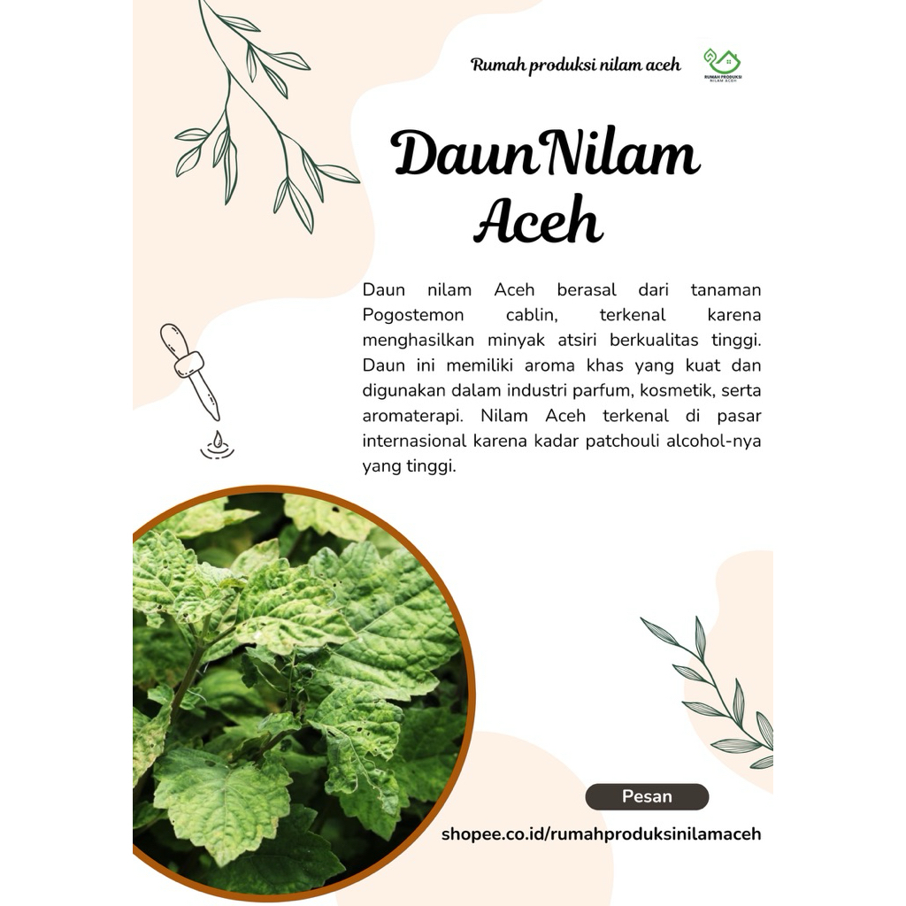 

Daun nilam aceh varietas lhoukseumawe berkualiatas
