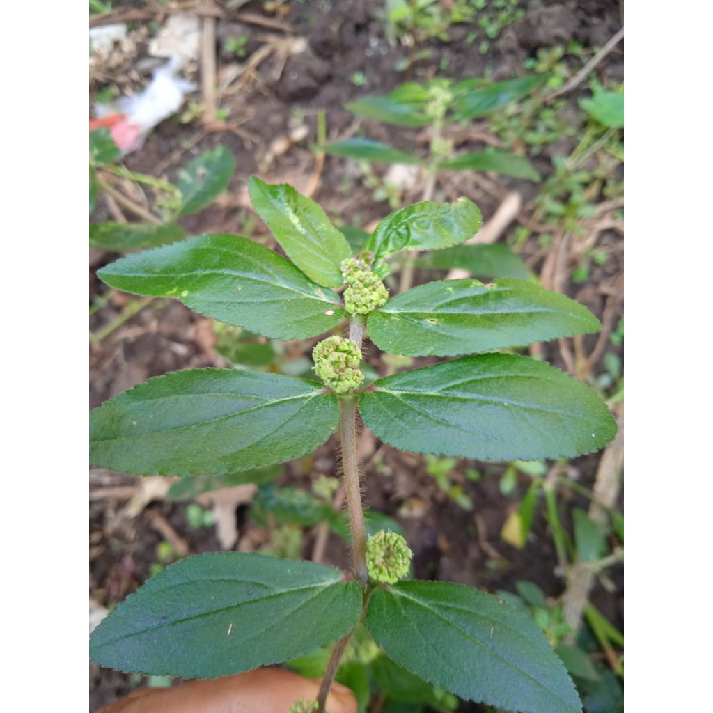 

tanaman herbal patikan kebo fress (Euphorbia hirta)100gram untuk pengobatan tradisional