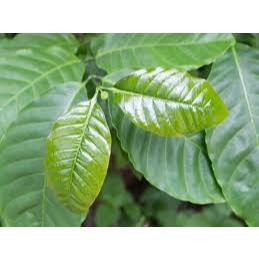 

DAUN KOPI 1KG PUCUK TERBAIK OBAT HERBAL TRADISIONAL