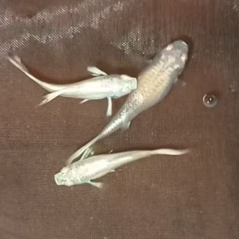 serokan albino full platinum