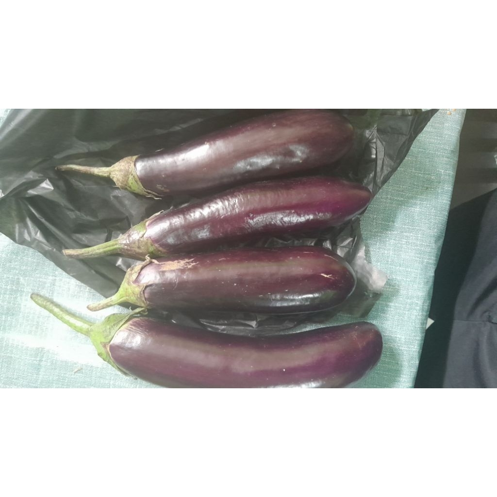 

Terong Ungu Terung Besar Berastagi Premium Sayuran Segar