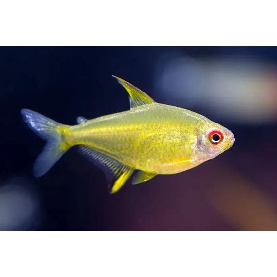 Ikan Hias Lemon Tetra / Ikan Aquascape / Ikan Hias Air Tawar