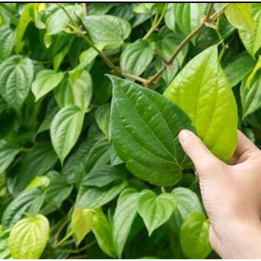 

daun sirih putih fresh
