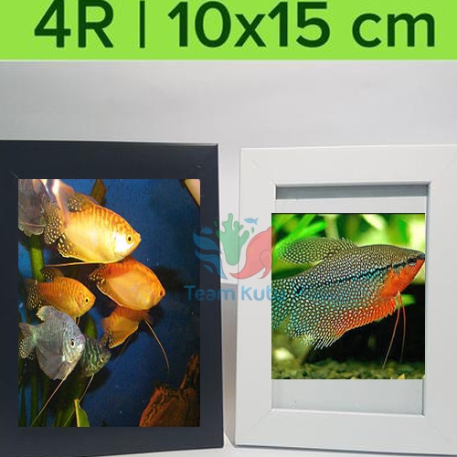 ( O ) IKAN HIAS SEPAT MADU RALIS GOLDEN MUTIARA ROSBI - ETALASE