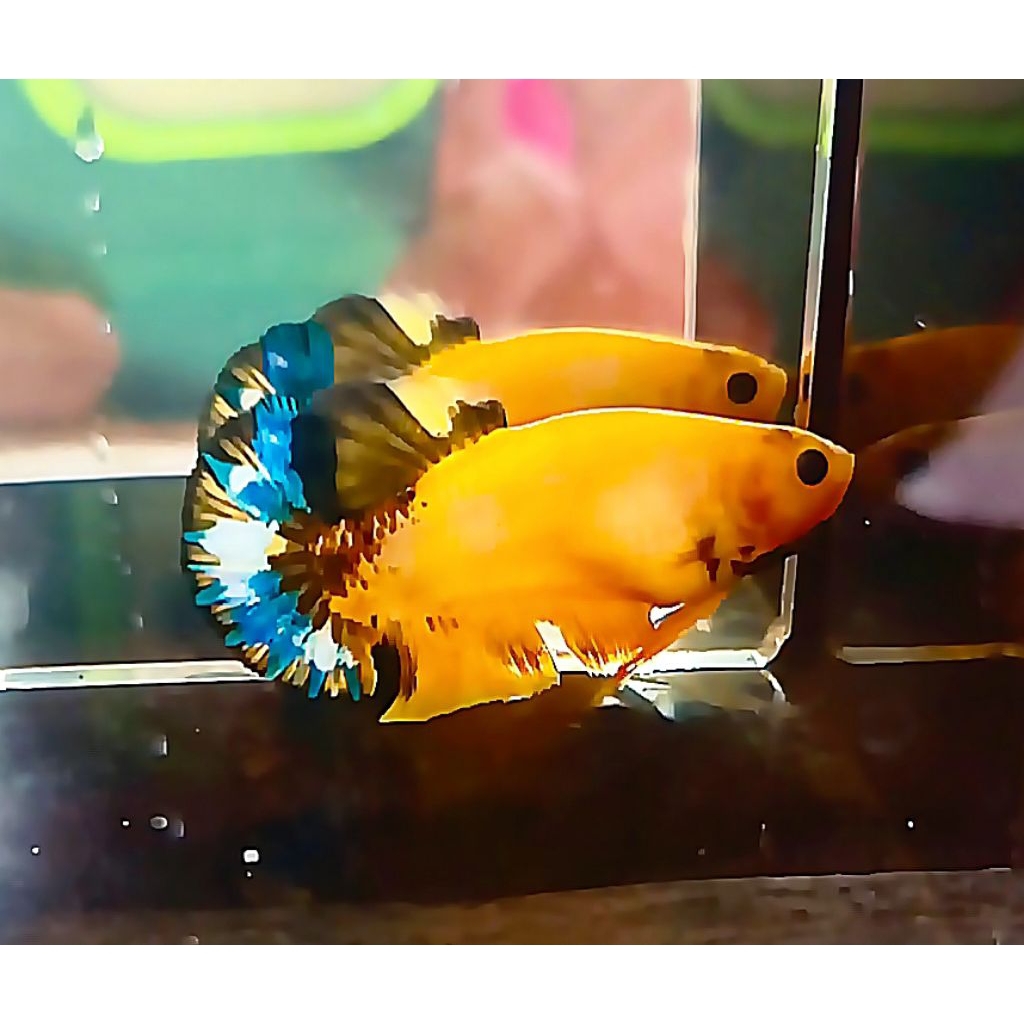 female yellow Hellboy