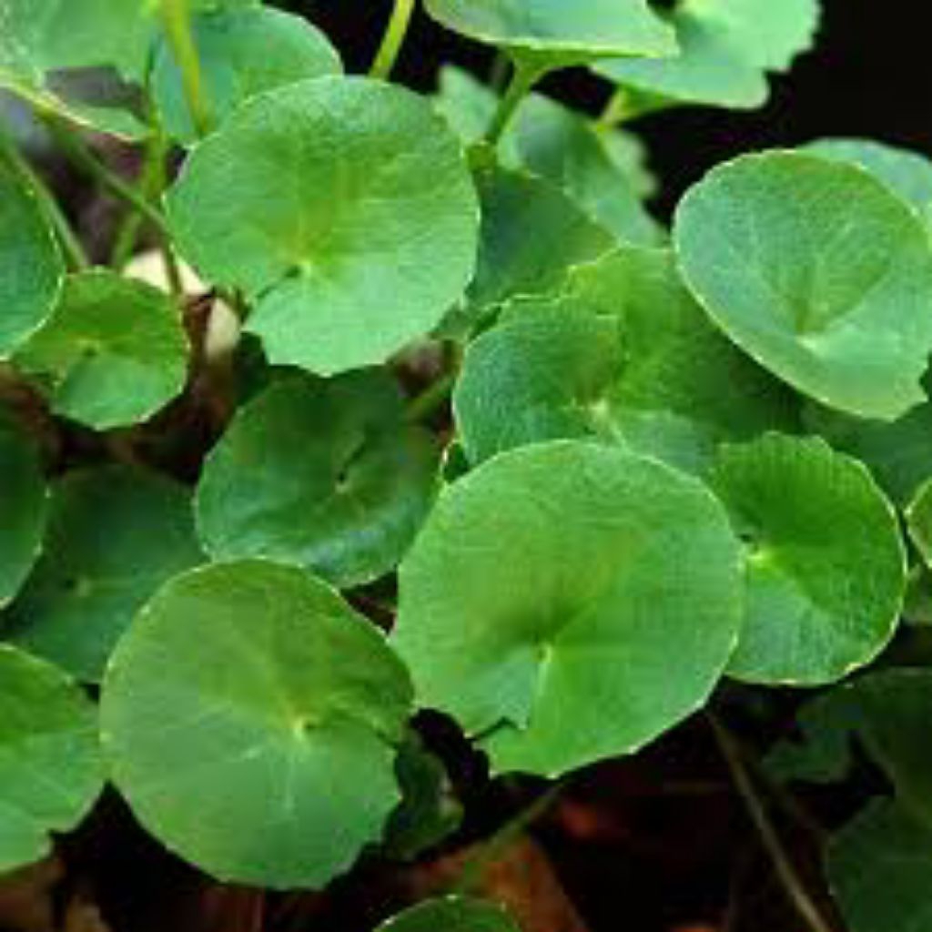 

daun pegagan segar 1kg