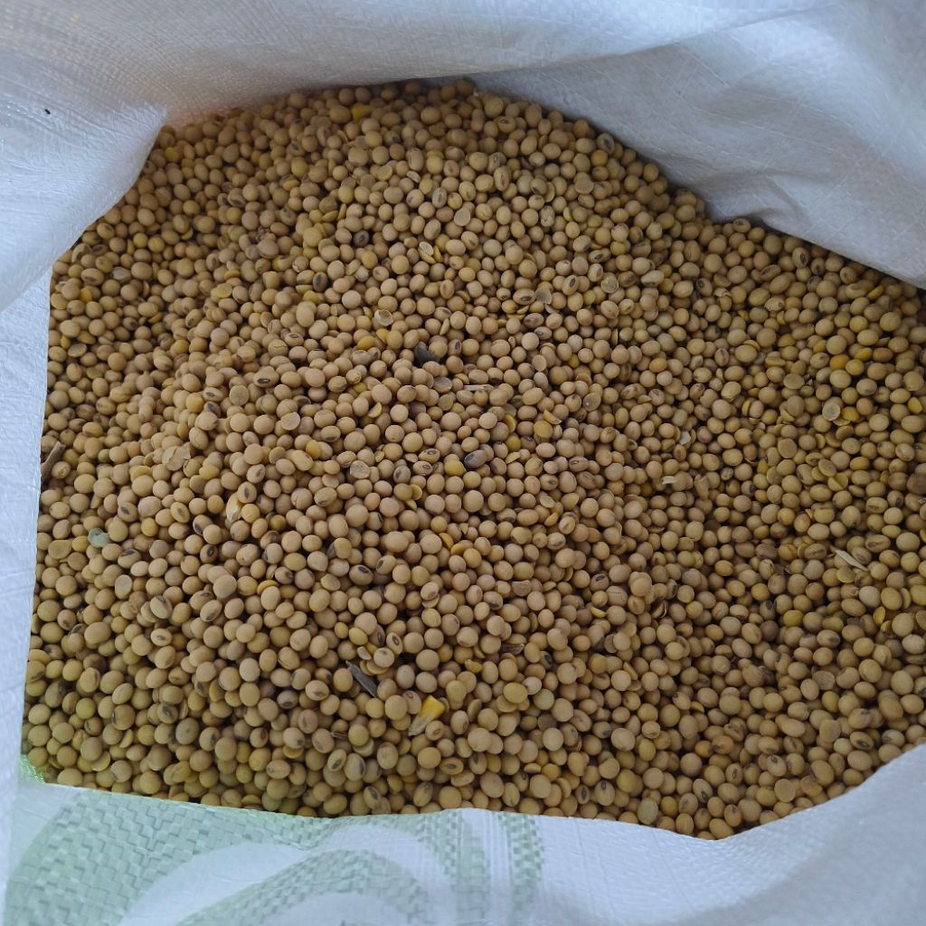 

Kedelai Impor USA Bola 1kg Premium – Biji Kedelai untuk Tempe Tahu Susu Kedelai