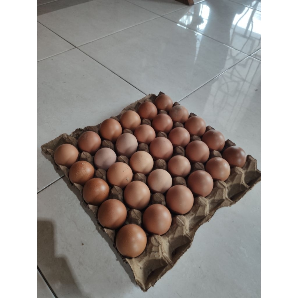 

telur menengah