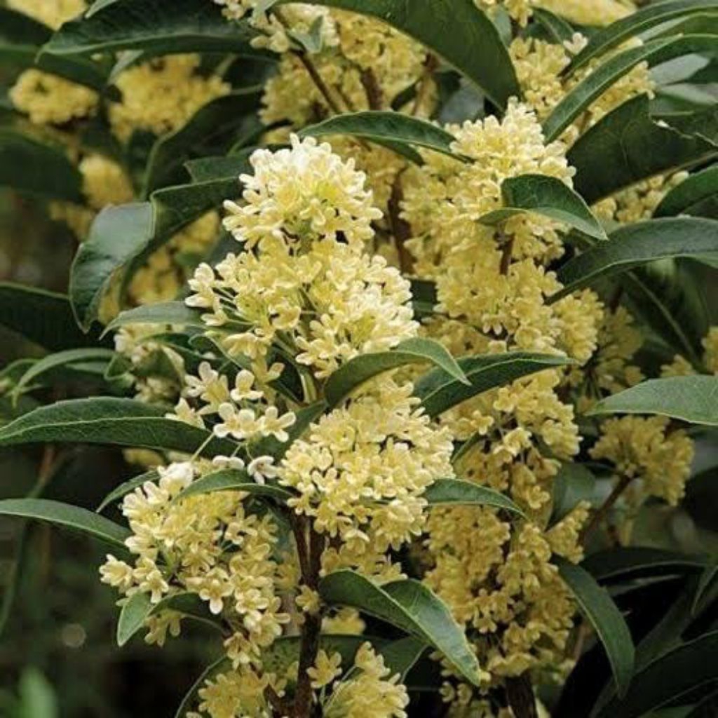 Bibit Tanaman Sweet Osmanthus Fragrans | Bibit Bunga Sweet Olive Super Harum