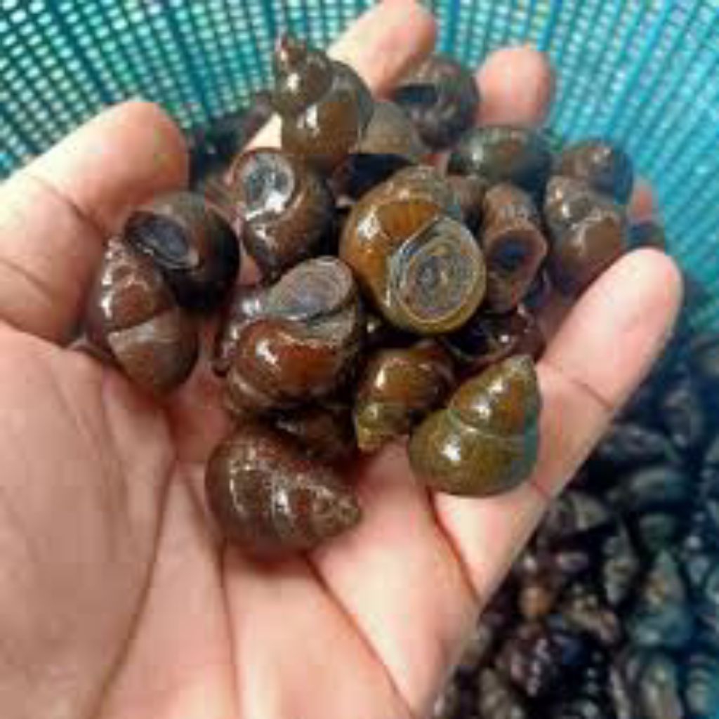 

Tutut seefood sawah 500gr