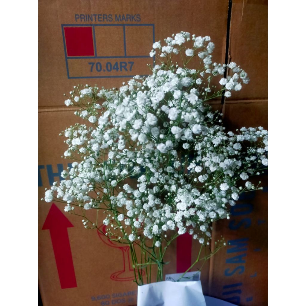 Bunga Potong Babybread Bunga Segar