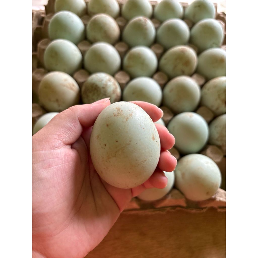 

Telur bebek besar | GARANSI‼️