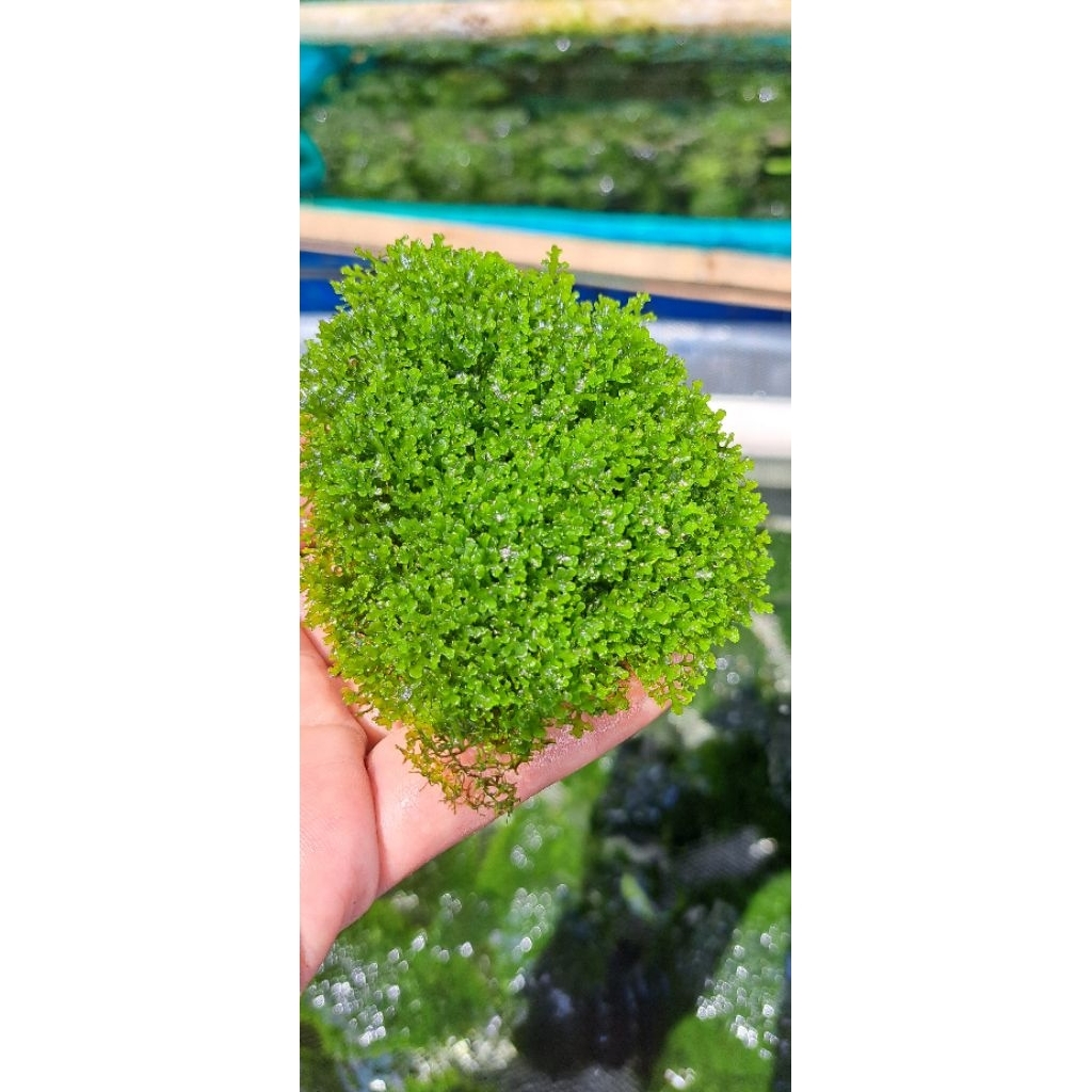 Mos ricardia 500 gram