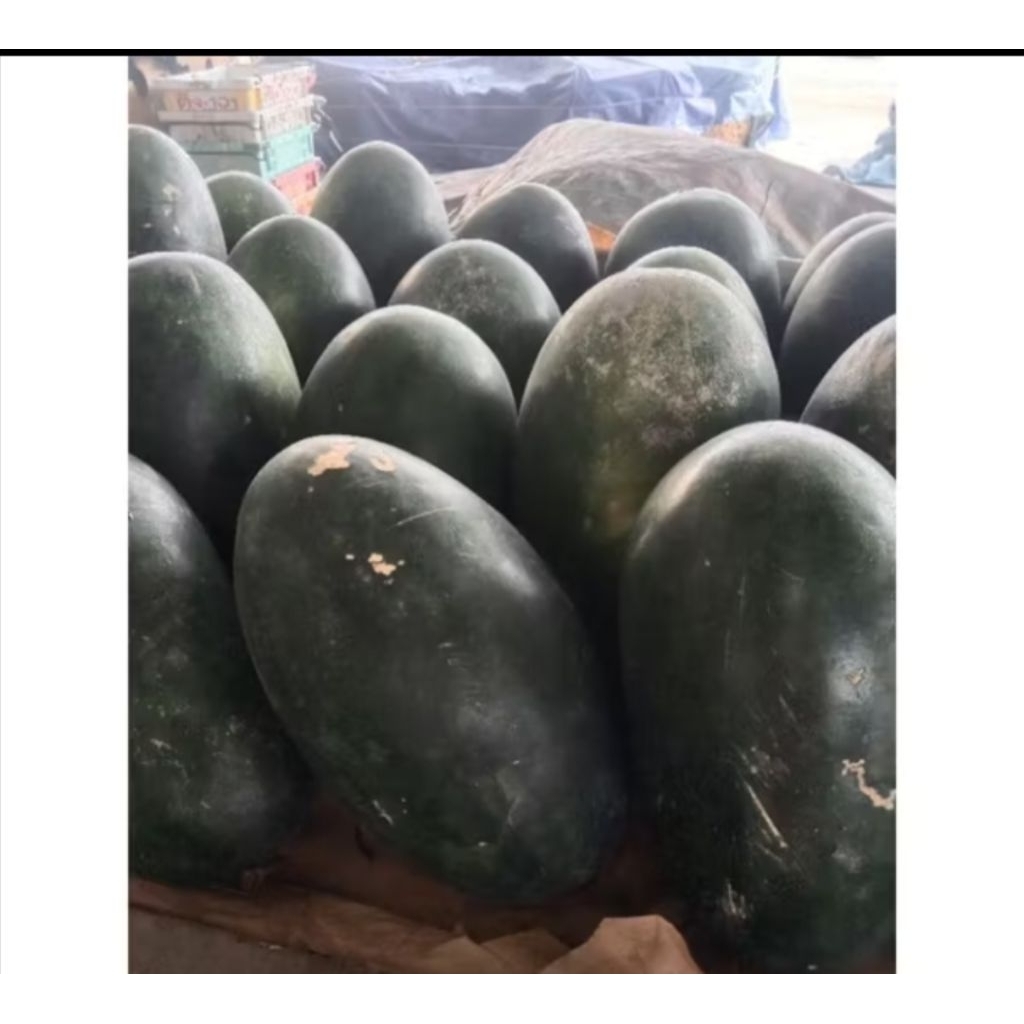 

semangka kuning 2 kg