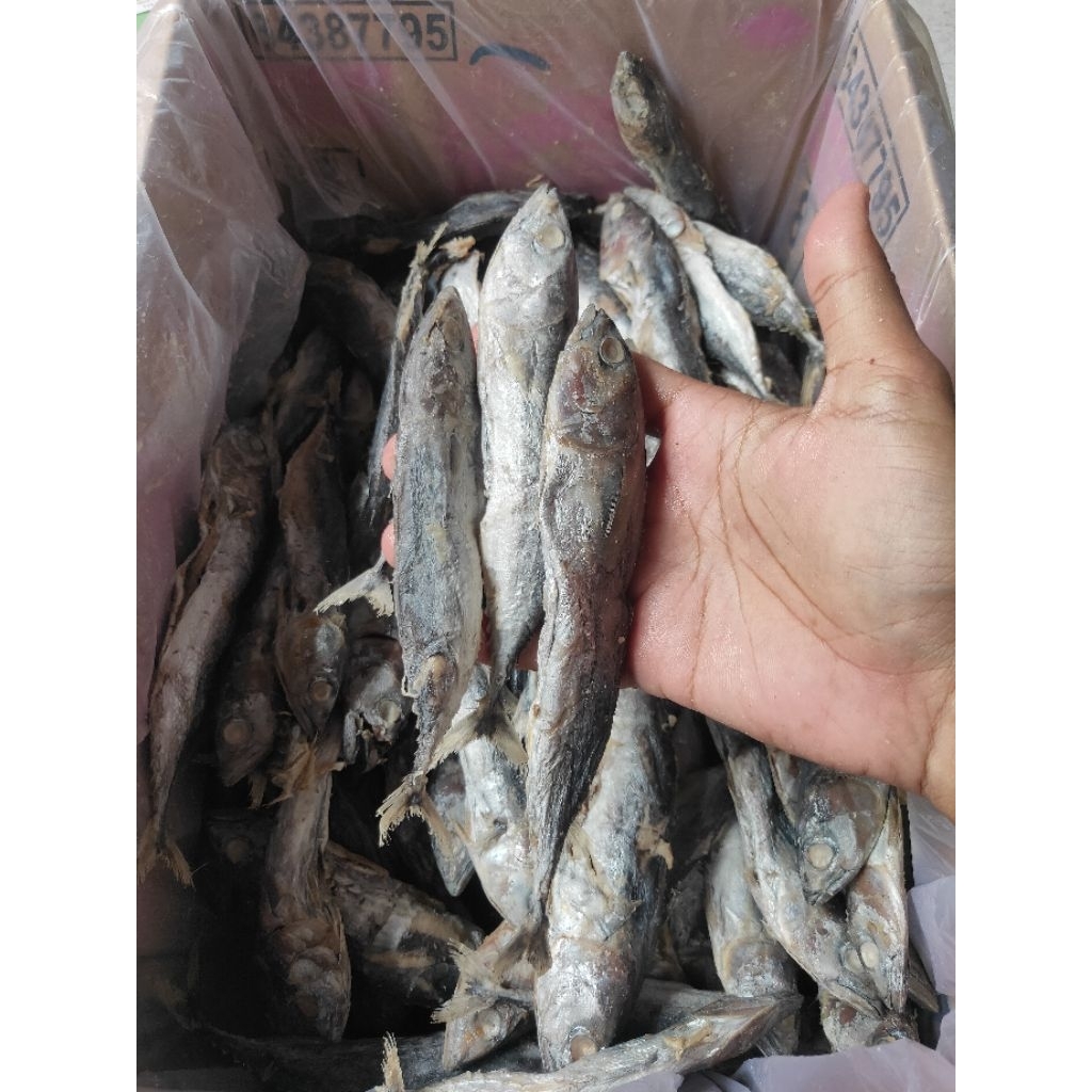 

Ikan Asin TONGKOL Kemasan 1kg