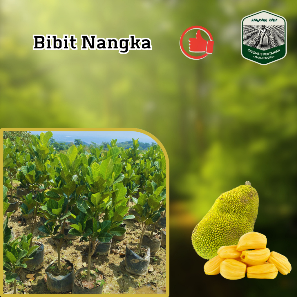 

Bibit Nangka Majalengka 70 cm 2 Bulan