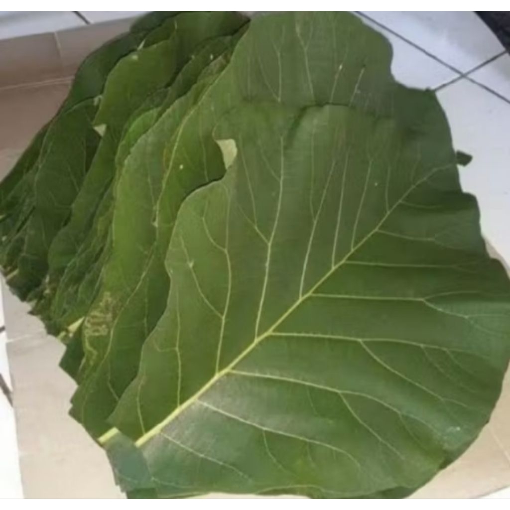 

DAUN JATI SEGAR PER 1KG
