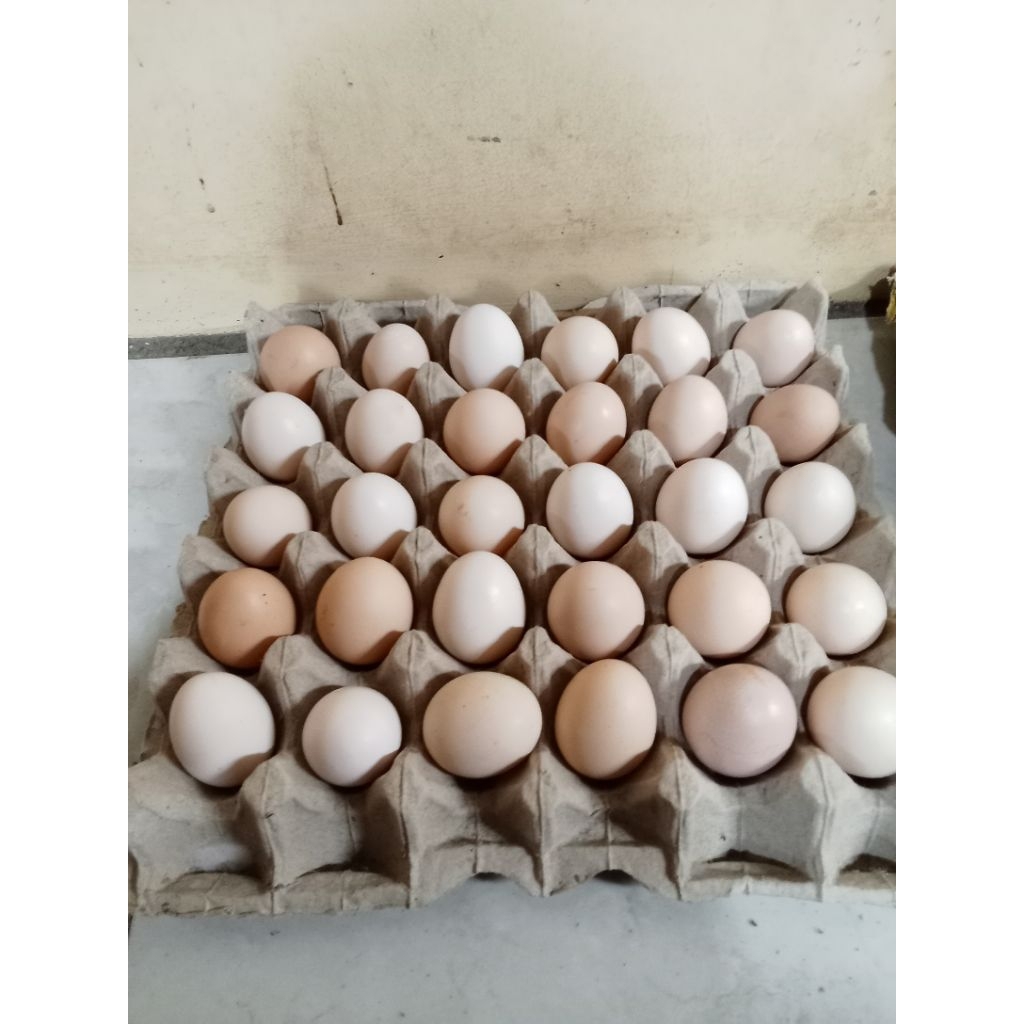 

telur ayam kampung konsumsi