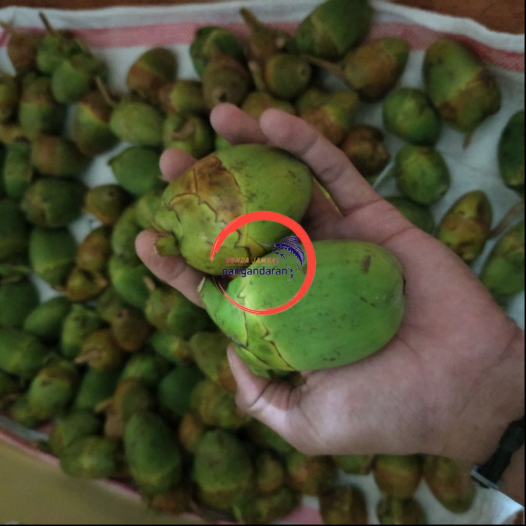 

5pcs kelapa muda kecil segar kualitas terbaik / bluluk / tembuluk