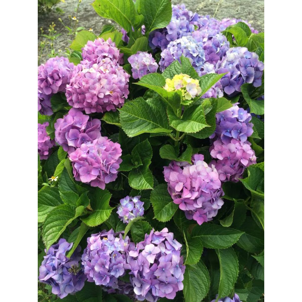 Bibit Tanaman Hias Bunga Hydragea Panca warna