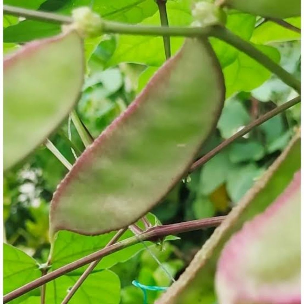 

kacang katopes 250gram