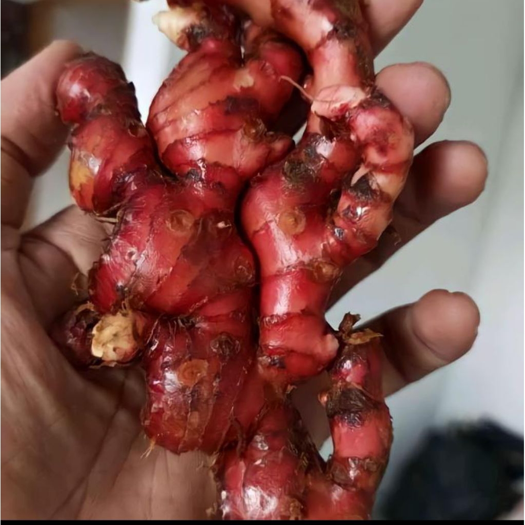 

Jahe merah Super Segar 1Kg Siap kirim