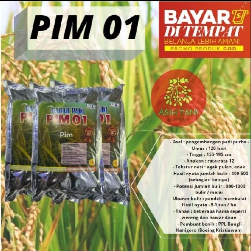 BENIH PADI PIM 01 SUPER BERKUALITAS UNGGUL PR 1kg