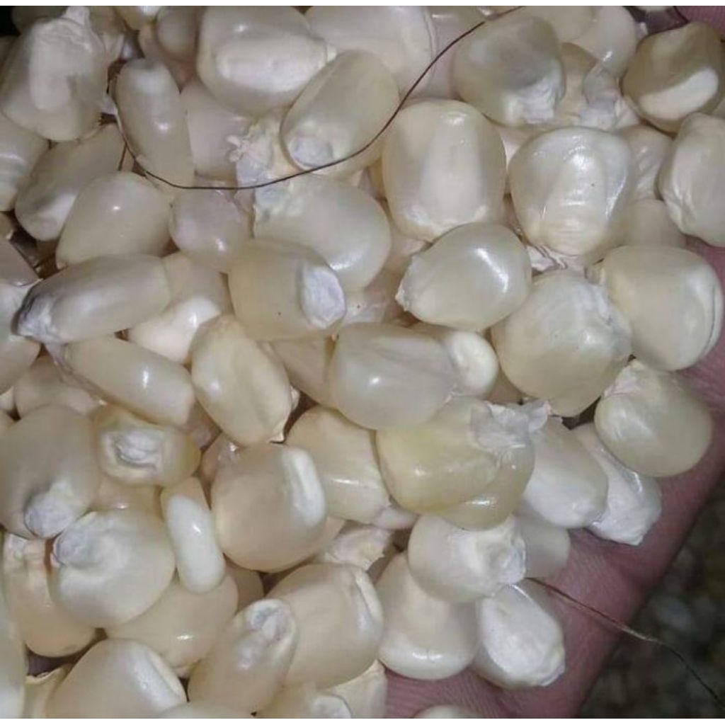 

1KG JAGUNG PUTIH KERING/JAGUNG PUTIH PRIPIL BUAT KONSUMSI/NASI JAGUNG