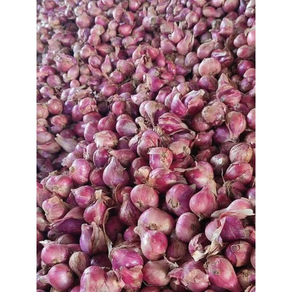 

Bawang Merah Campur (Tanggung + Besar) Asli Probolinggo