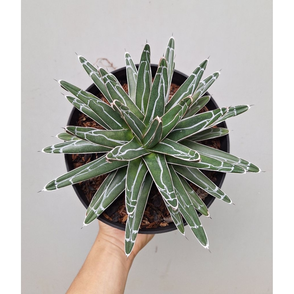 Agave victoria Reginae ukuran besar. Bibit tanaman sukulen, bukan kaktus jumbo