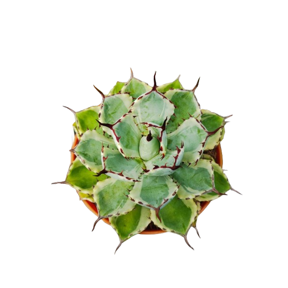 TANAMAN HIAS AGAVE KISHOKAN