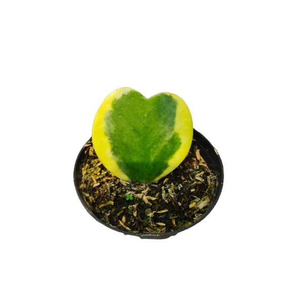 TANAMAN HIAS Hoya kerrii Craib