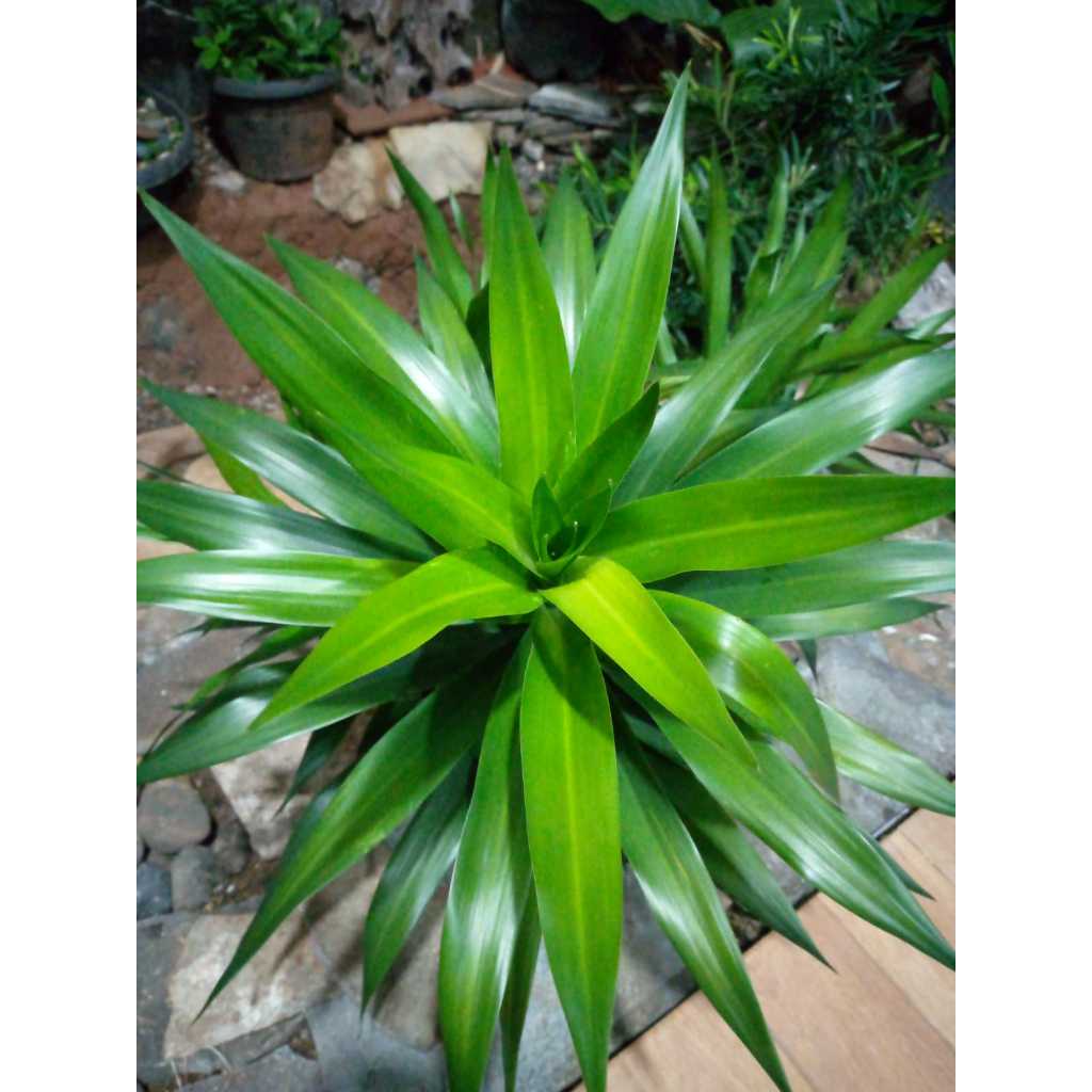 

Daun Suji per ikat isi banyak (hanya daun) fresh